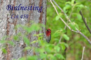 Birdnestinglot450_600px