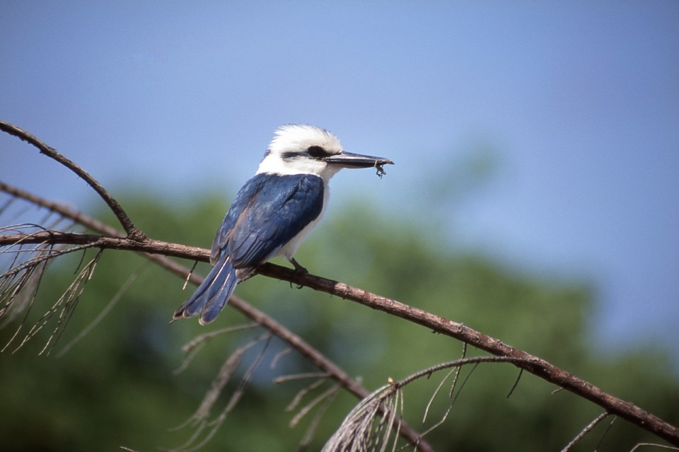 Chattering Kingfisher, Atiu Kingfisher, or Ngōtare (Todiramphus tutus). Atiu, Cook Islands, November 2000. © Andrew A Bryant