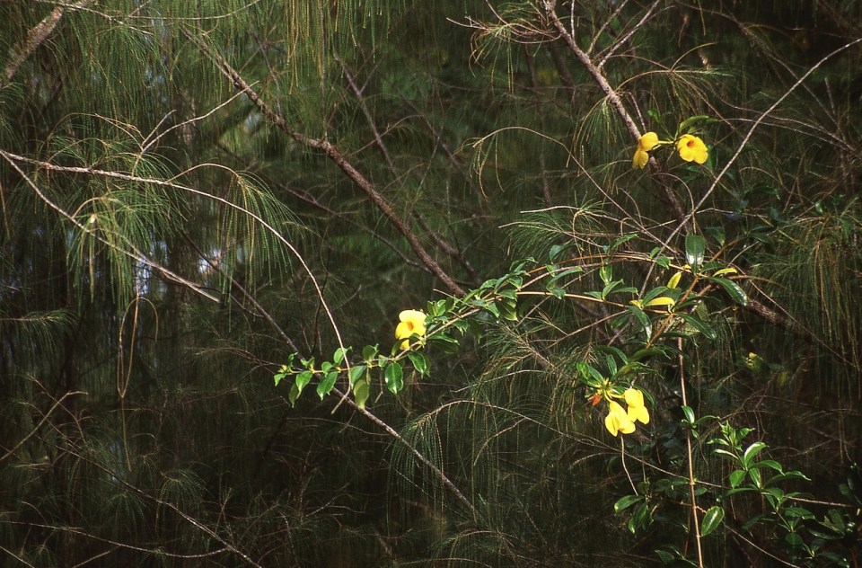 Form and colour #1, Atiu, Cook Islands, November 2000. © Andrew A Bryant