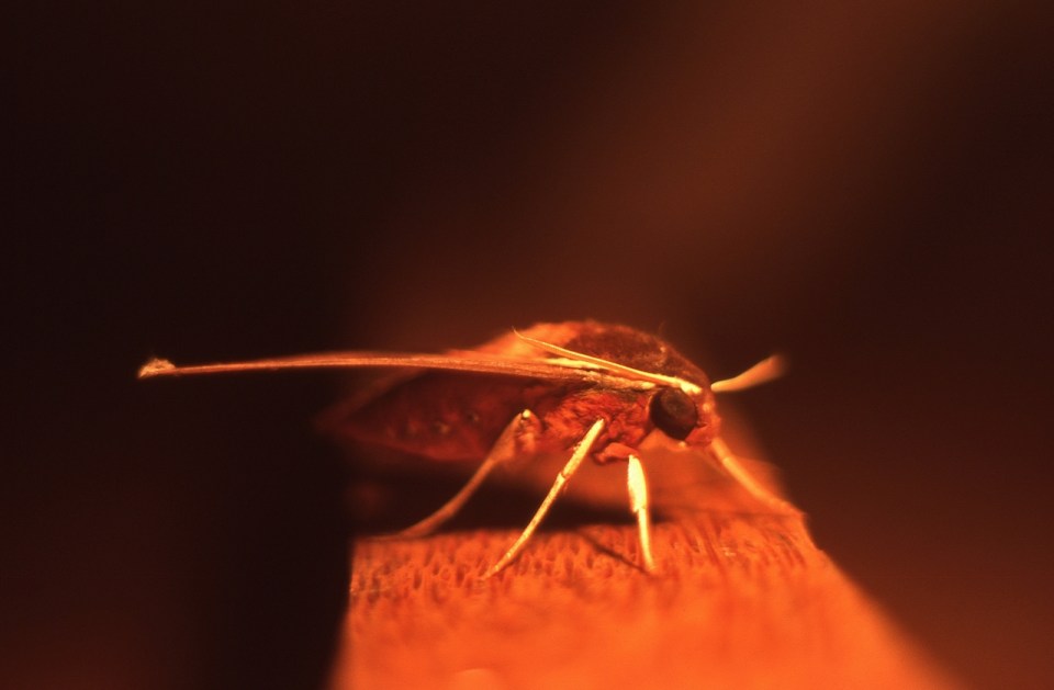 Unidentified moth, Atiu, Cook Islands, November 2000. © Andrew A. Bryant