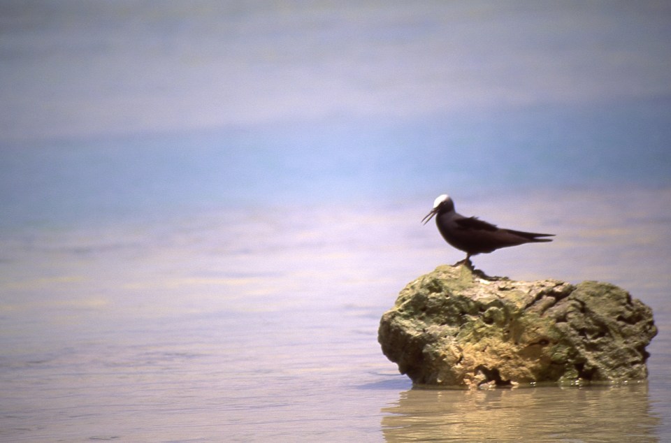 Brown Noddy (Anous stolidus), Atiu, Cook Islands, November 2000. © Andrew A Bryant