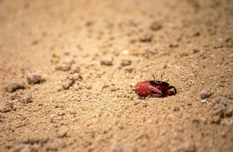 Unidentified crab, Atiu, Cook Islands, November 2000. © Andrew A Bryant