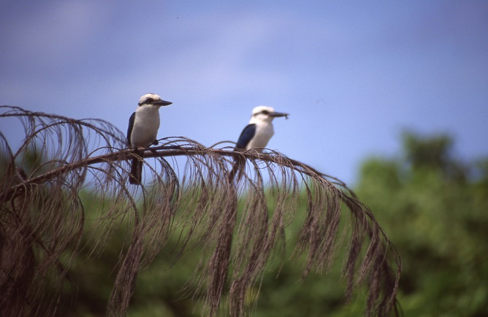 Chattering Kingfisher, Atiu Kingfisher, or Ngōtare (Todiramphus tutus), Atiu, Cook Islands, November 2000. © Andrew A Bryant