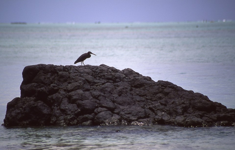 Pacific reef heron (Egretta sacra), Atiu, Cook Islands, November 2000. © Andrew A Bryant