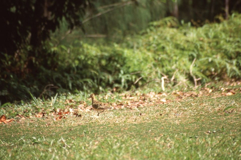 Pacific golden plover (Pluvialis fulva), Atiu, Cook Islands, November 2000. © Andrew A Bryant