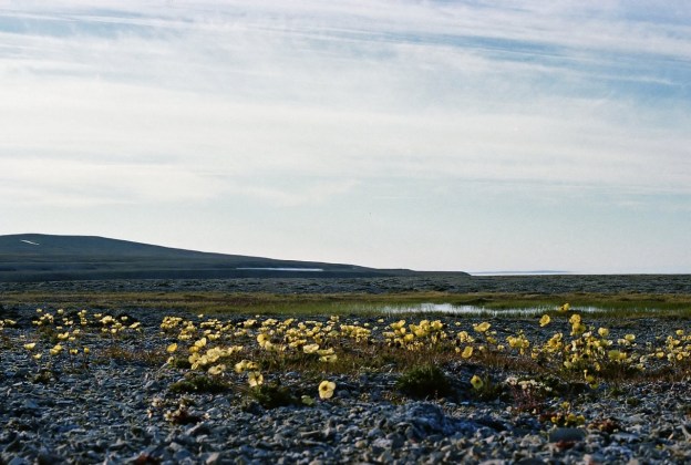 Sewage lagoon at Resolute, Nunavut, in July of 1979. That's waaaay far north, on Cornwallis Island, at 74°42'41.61"N, 95° 3'24.20"W Those yellow flowers are arctic poppies (Papaver radicatum)
